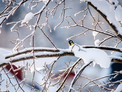 В Красноярске на следующей неделе похолодает до -18 градусов