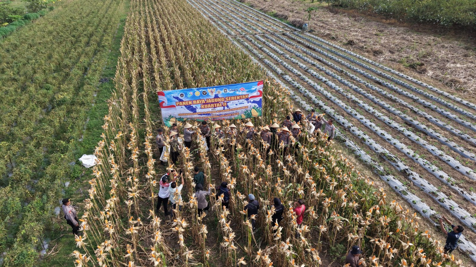 Dukung Ketahanan Pangan Nasional, Polres Purworejo Gelar Panen Raya Jagung Serentak di Grabag