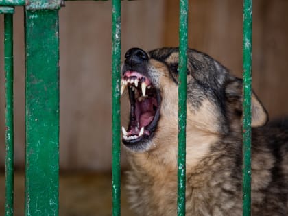 Роспотребнадзор предостерегает о рисках бешенства в Тульской области