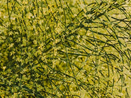 Опасное растение-паразит угрожает экосистеме Щекинского района