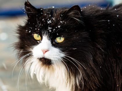 Снег и холод: погода в Тульской области на 28 ноября