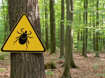 Более 160 туляков обратились за медпомощью поле укуса клещей