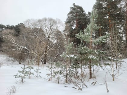 В МЧС предупредили о повышении минимальной температуры воздуха в Тульской области