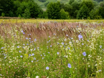 Карантин в Кимовском районе из-за опасного растения