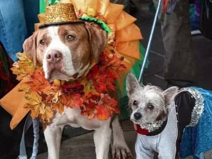 Празднование Всемирного дня домашних животных в России