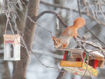Погода в Туле 5 января: небольшой снег и гололед