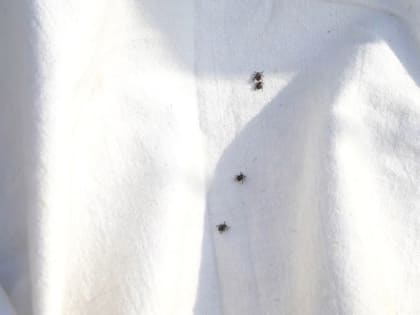 Количество укусов клещей в Тульской области возросло