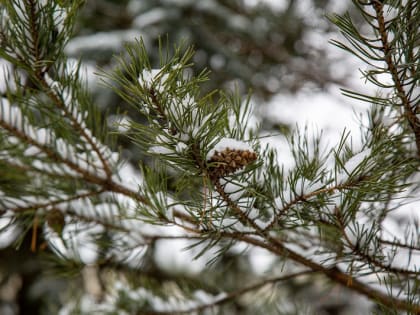 9 февраля в Тульской области пройдет без осадков