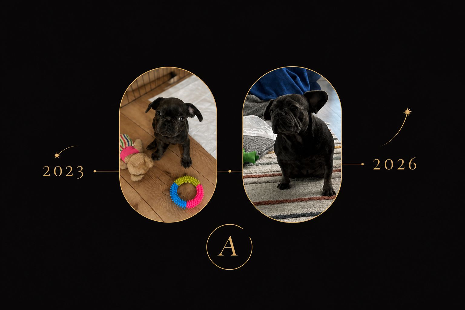 Mocha — French Bulldog 2023–2026