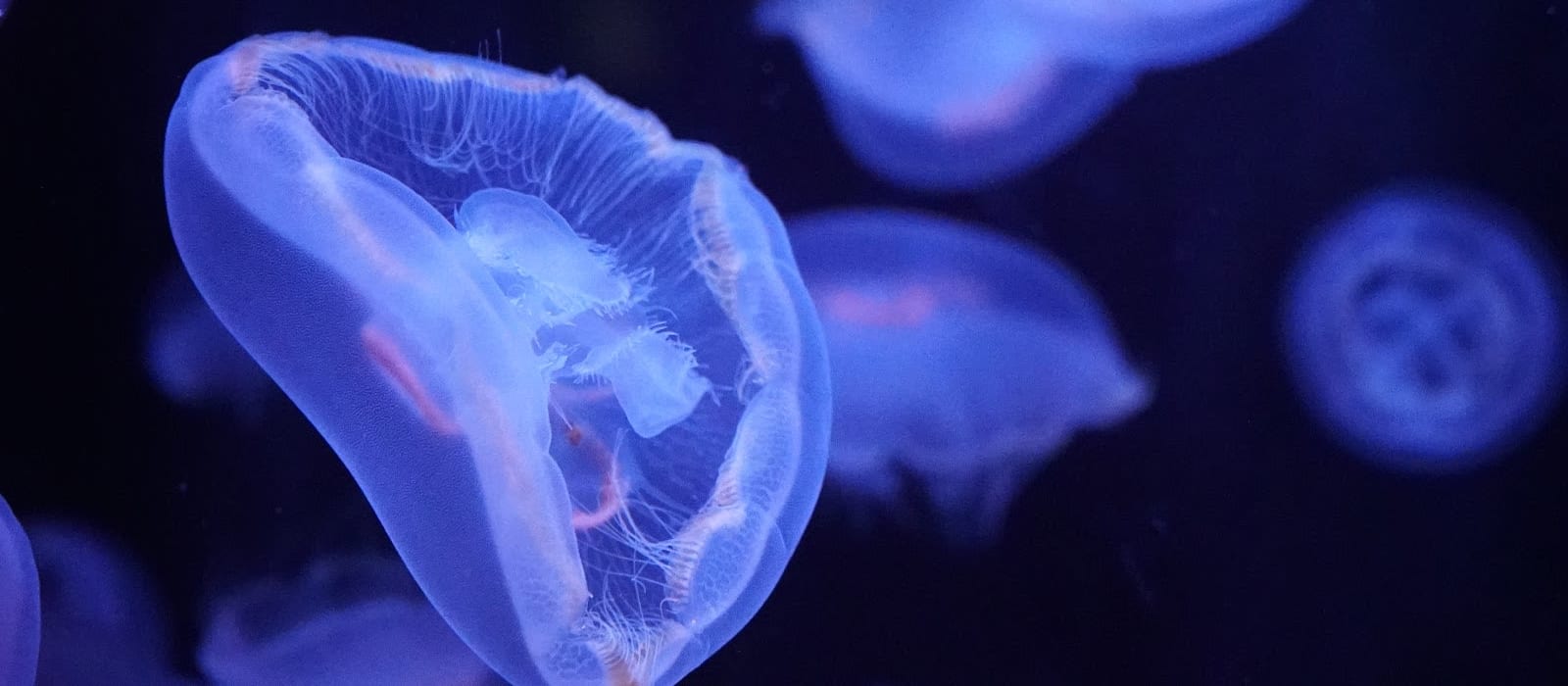 Aquarium de Paris