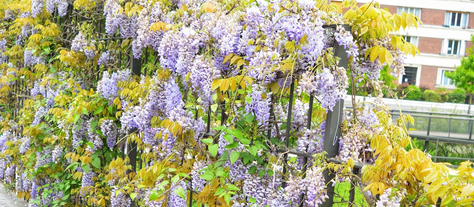 Cité Florale