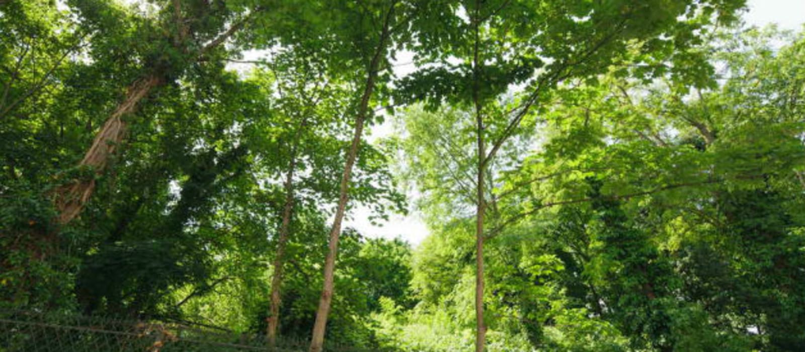 Jardin sauvage Saint-Vincent