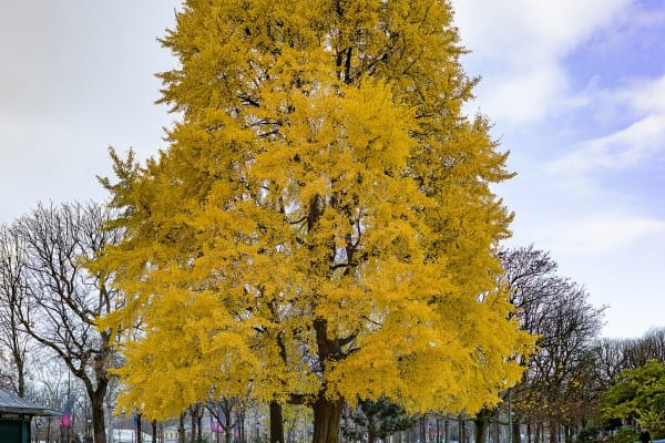 Jardin des Champs-Élysées