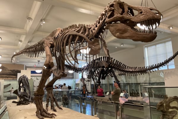 Muséum américain d'histoire naturelle