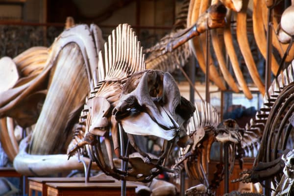 Galerie de paléontologie et d’anatomie comparée - Muséum national d'histoire na