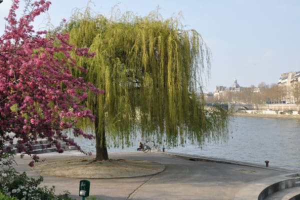 Jardin Tino Rossi
