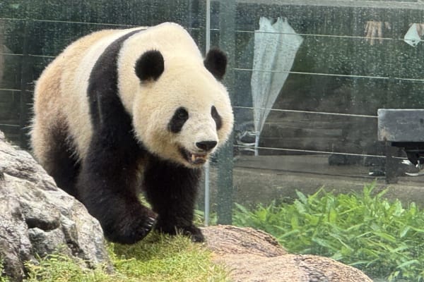 Zoo d'Ueno