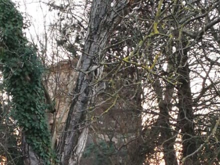 Villa Ottavia — Italie