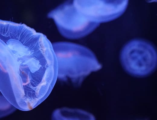Aquarium de Paris