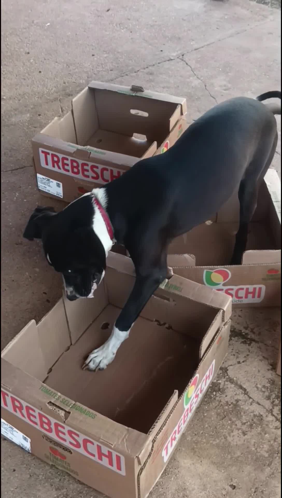 Cachorro raça SRD-ViraLata idade 7 a 11 meses nome Dalila 