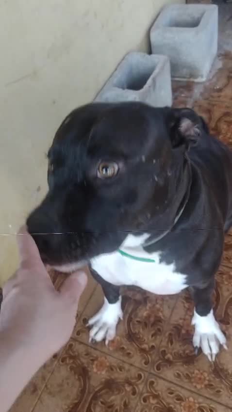 Cachorro raça Pit-Bull idade 2 anos nome Pity 