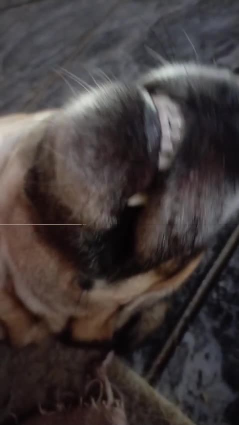 Cachorro raça SRD-ViraLata idade 3 anos nome Ravena 