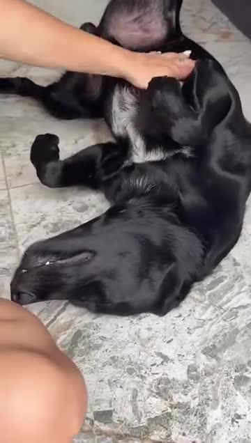 Cachorro raça SRD-ViraLata idade 7 a 11 meses nome Sirius 