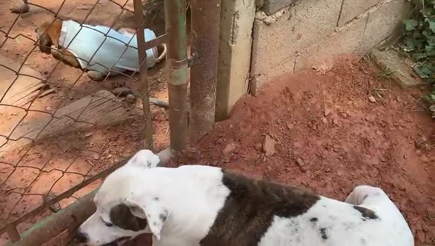 Cachorro raça Pit-Bull idade 2 anos nome Theo 