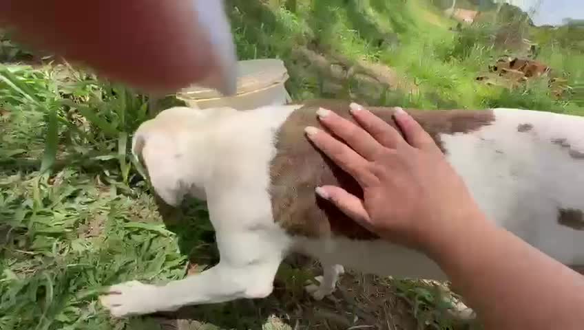 Cachorro raça Pit-Bull idade 2 anos nome Theo 