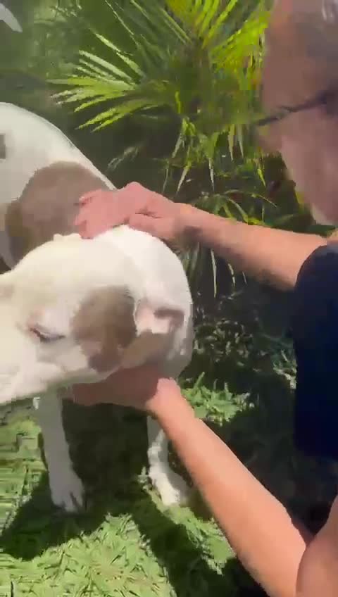 Cachorro raça Pit-Bull idade 2 anos nome Theo 