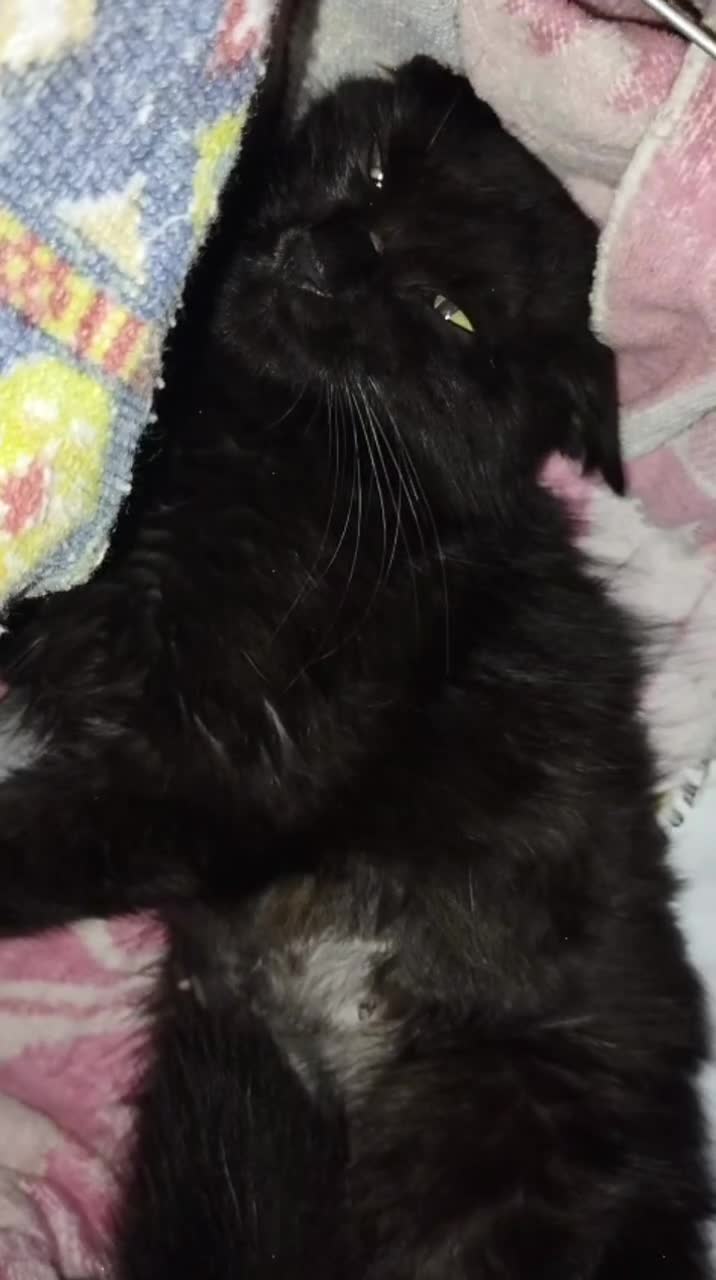 Gato raça SRD-ViraLata idade 1 ano nome Princesa 