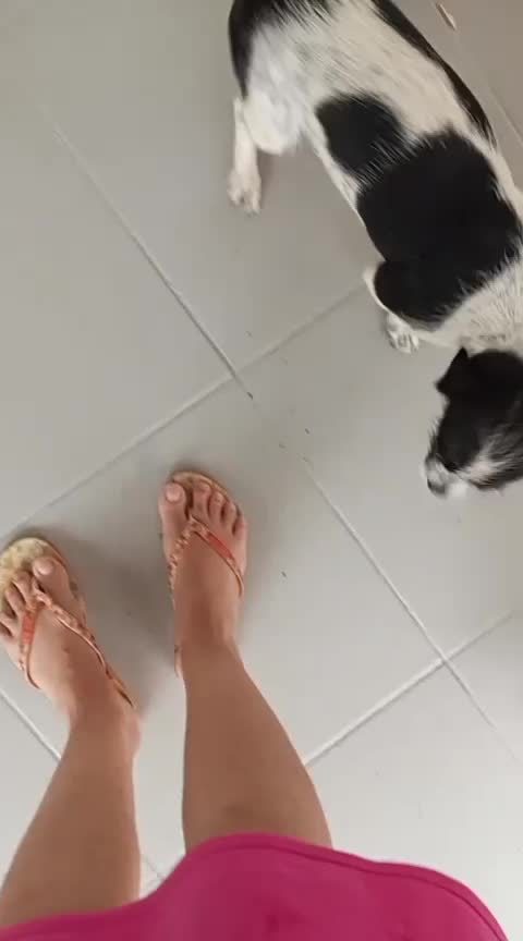 Cachorro raça SRD-ViraLata idade 7 a 11 meses nome Stella costela