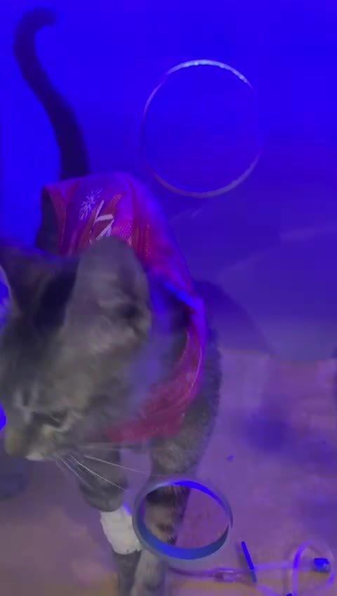 Gato raça SRD-ViraLata idade 2 a 6 meses nome VIDA