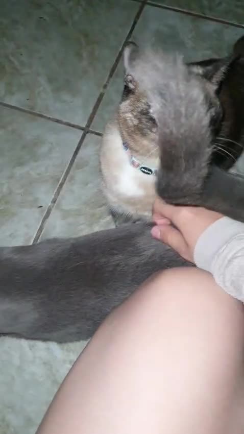 Gato raça SRD-ViraLata idade 1 ano nome Morgana