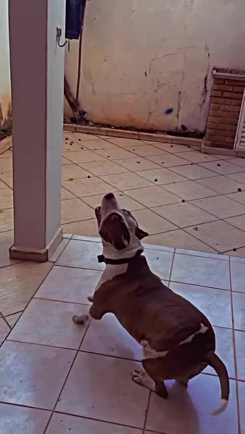 Cachorro raça Pit-Bull idade 2 a 6 meses nome Molly