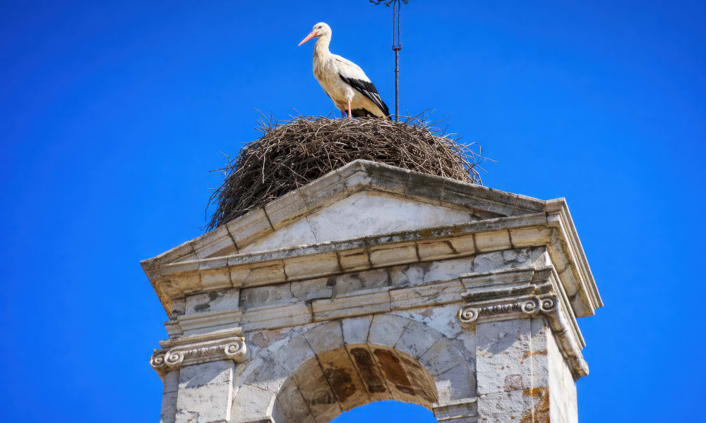 Storks nesting on historical chimneys in Faro Old Town during winter