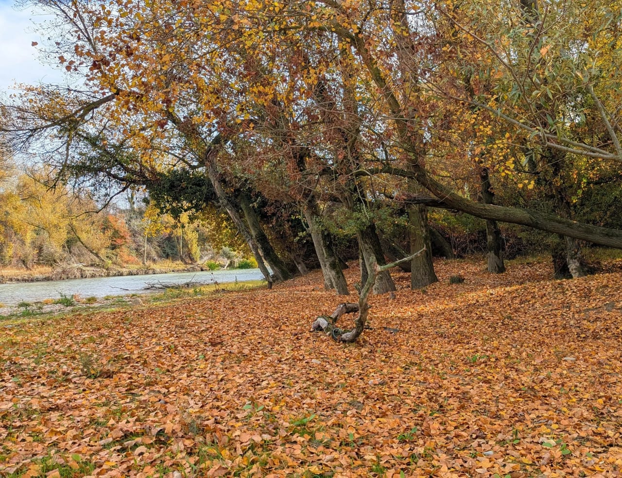 Un otoño paisaje con árboles de hojas amarillas y marrones junto a un río.