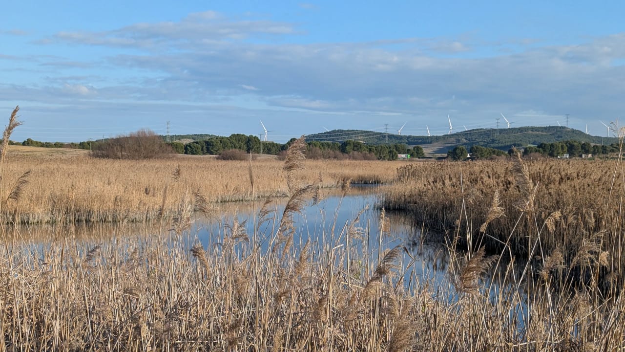 Un paisaje natural con un humedal y juncos al fondo con molinos de viento.