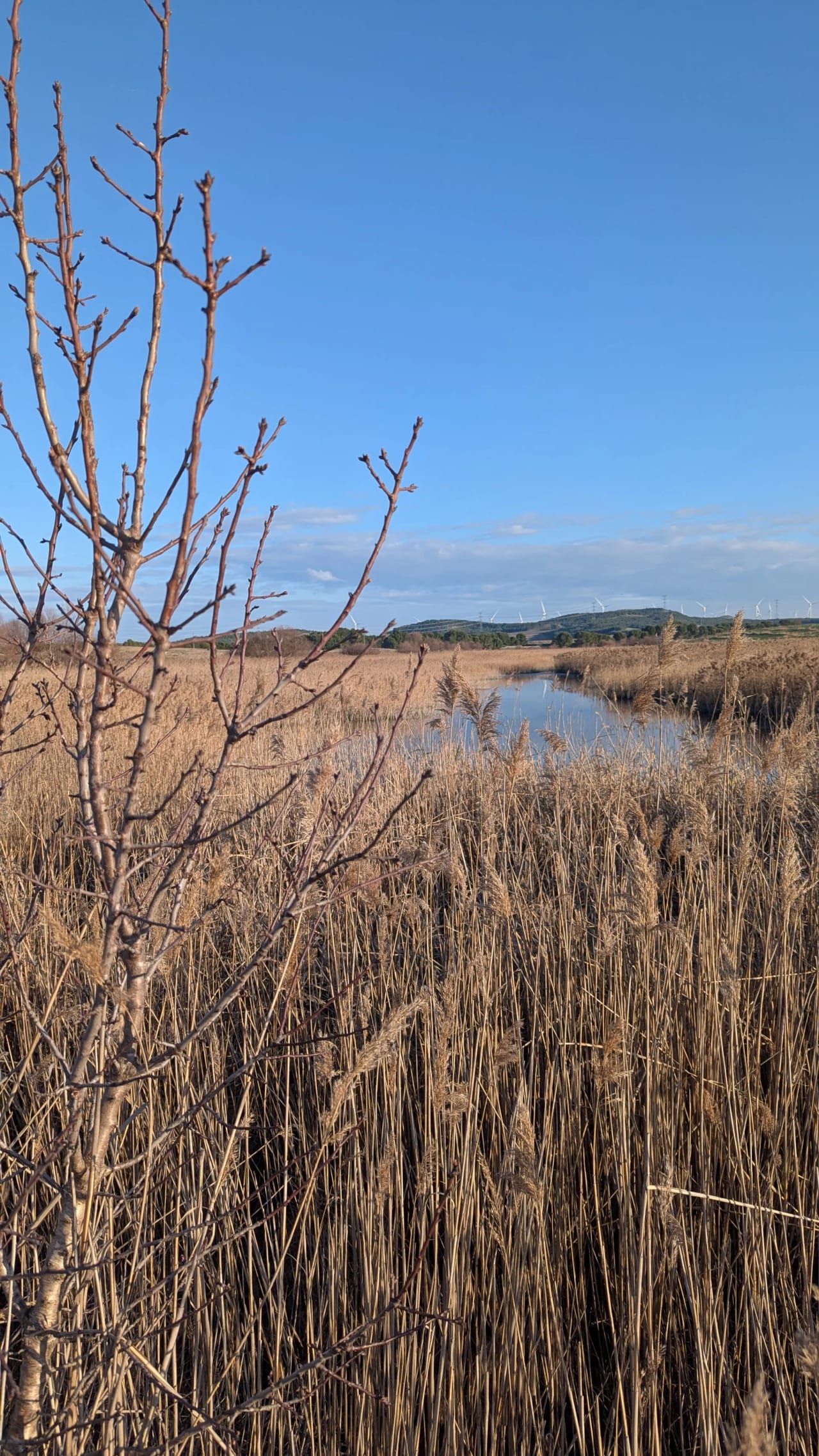Árbol sin hojas en un humedal con hierbas secas y molinos de viento en el horizonte.