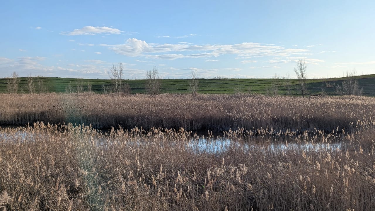 Estanque rodeado de hierbas altas y secas con colinas verdes al fondo bajo un cielo azul.