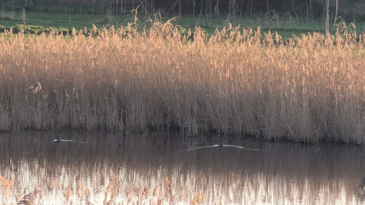 Lago sereno rodeado de juncos y hierba verde en el fondo.