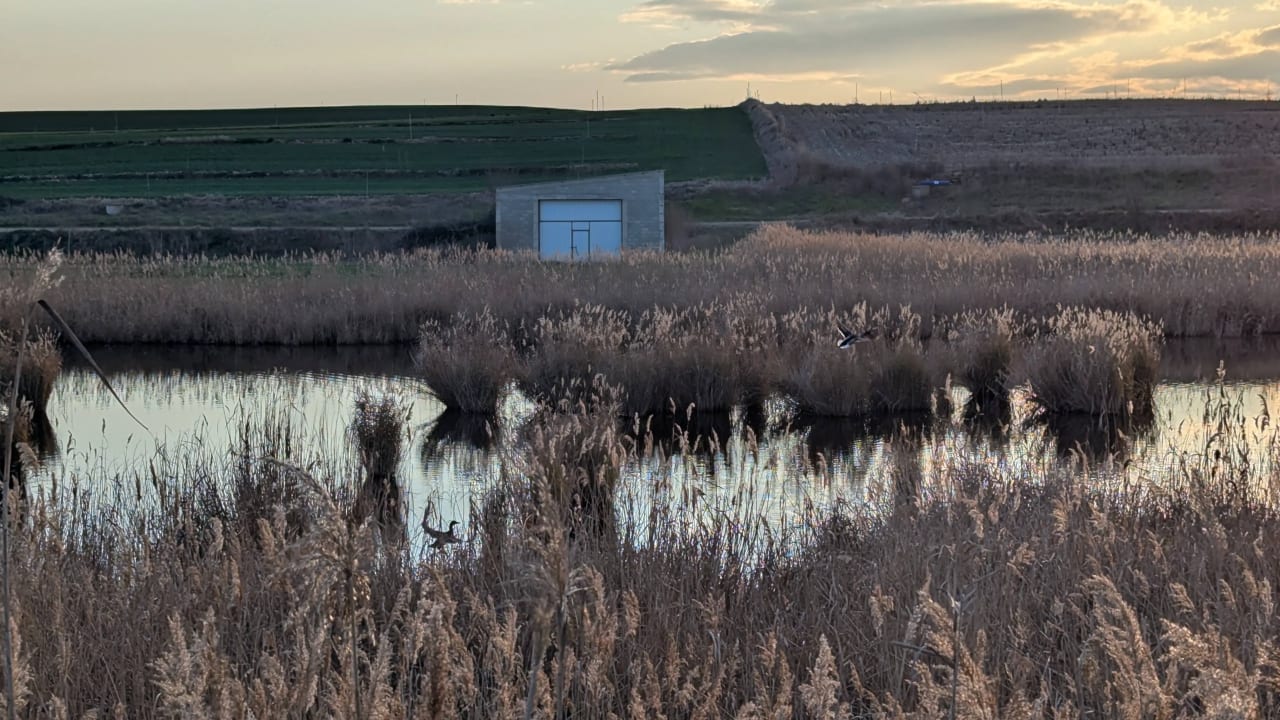 Estanque rodeado de juncos y vegetación, con un pequeño edificio al fondo.