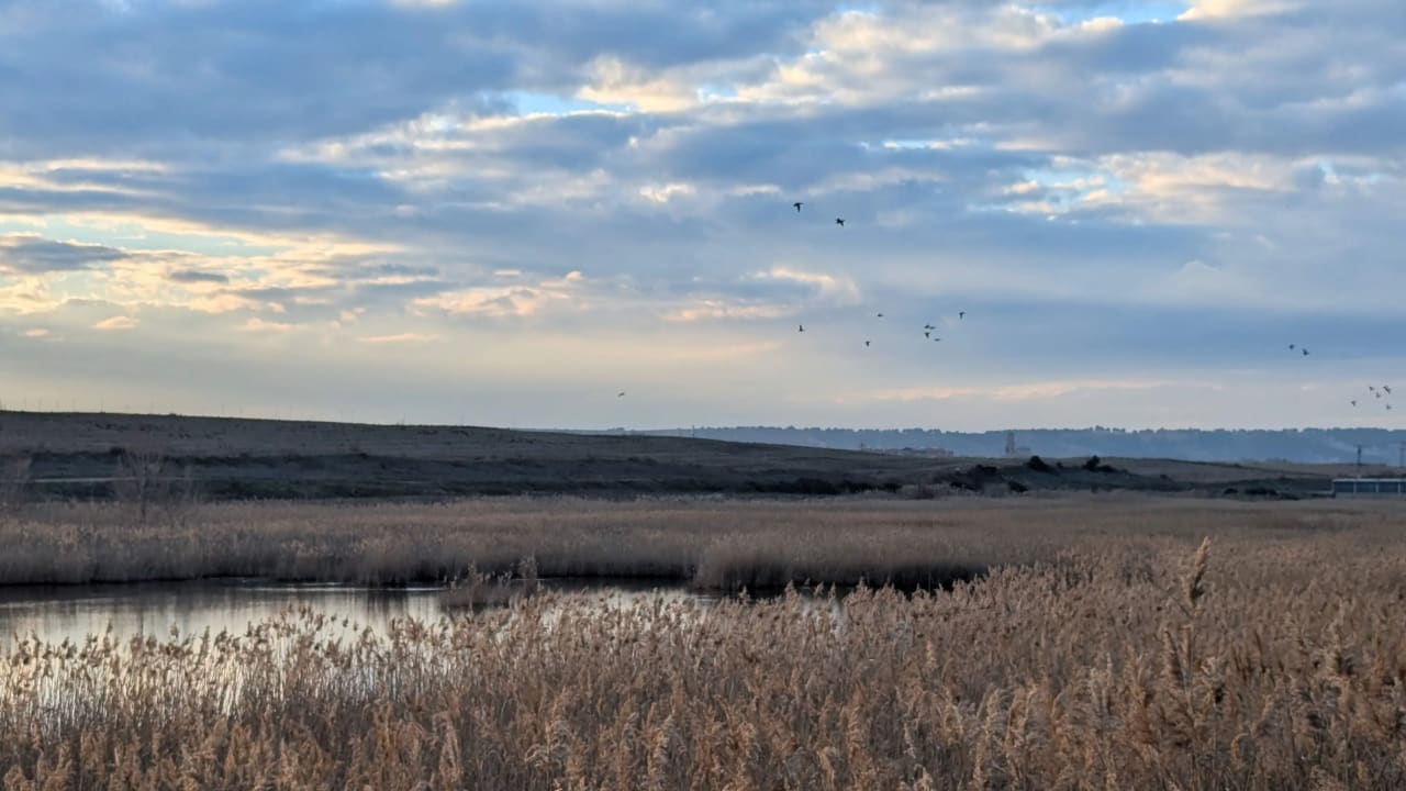 Paisaje de marjal con aves volando sobre un estanque rodeado de vegetación seca bajo un cielo nublado.