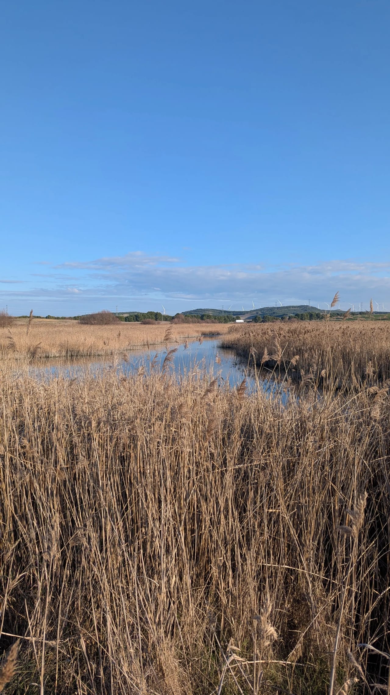 Paisaje de marisma con juncos y agua bajo un cielo azul claro.