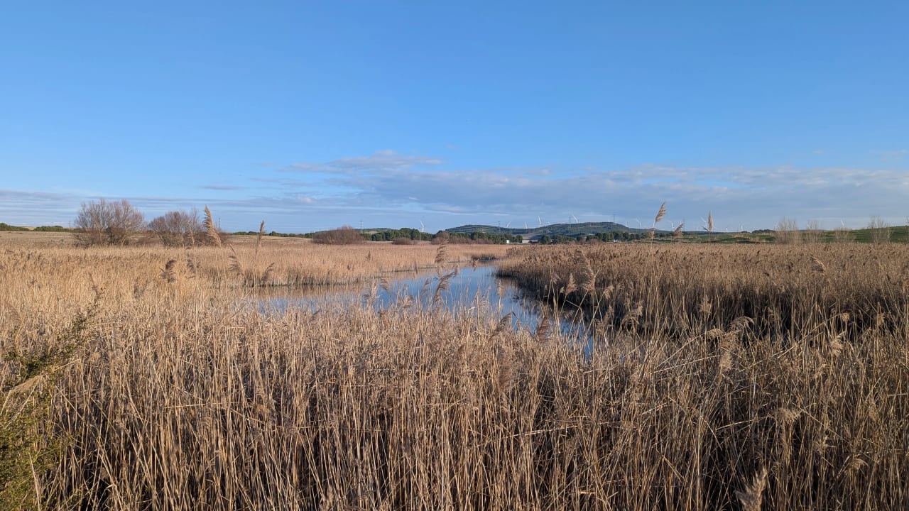 Paisaje natural con un humedal y juncos bajo un cielo azul.