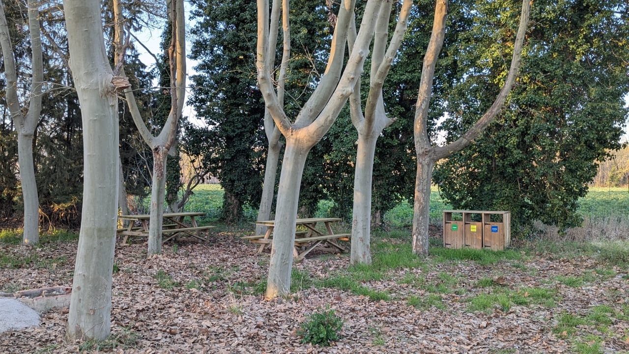 Área de picnic con mesas de madera y contenedores de basura bajo árboles.