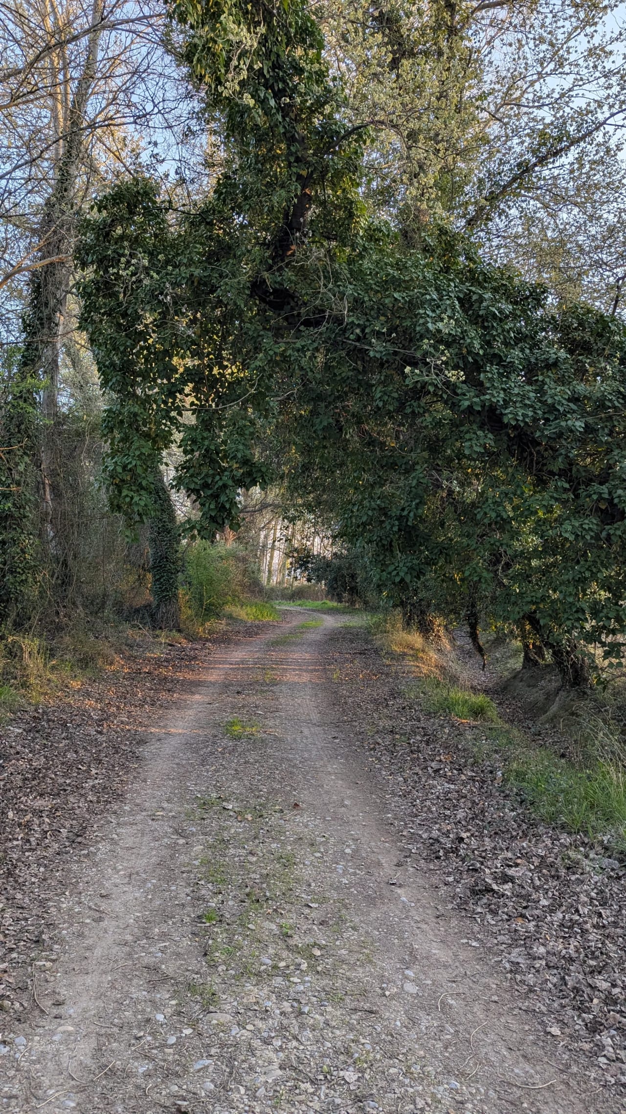 Un camino de tierra rodeado de árboles y maleza, con un túnel de follaje en el centro.
