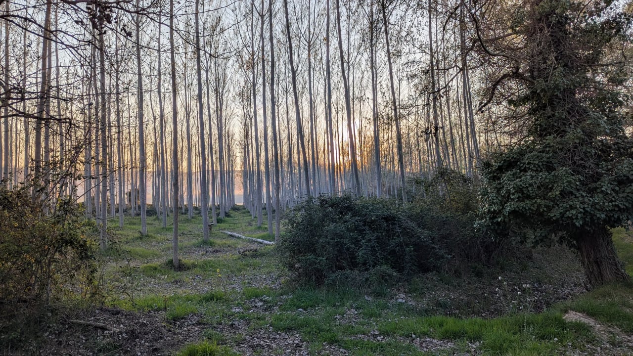 Bosque de árboles delgados y sin hojas con un árbol grande a la derecha y el amanecer o atardecer al fondo.