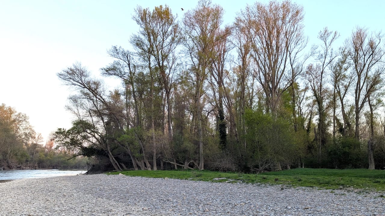 Orilla de un río con árboles y grava, bajo un cielo claro.