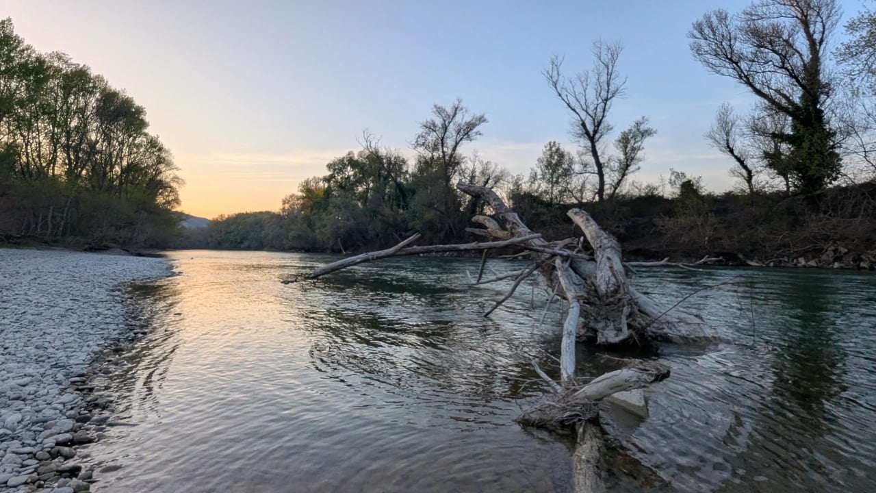 Un árbol caído en un río tranquilo rodeado de árboles, al atardecer.